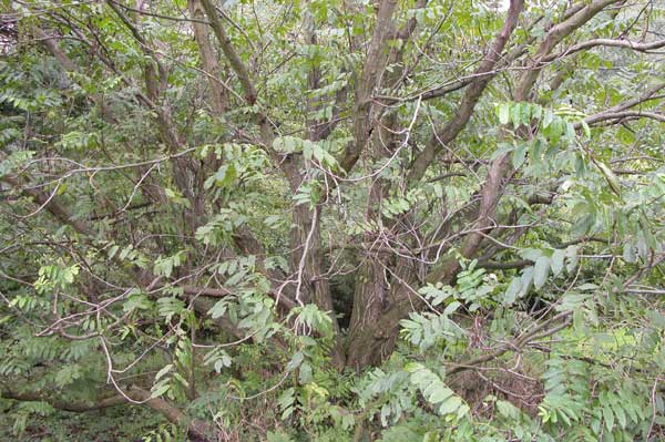 pterocarya fraxinifolia 13