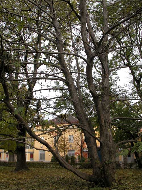 pterocarya fraxinifolia 14