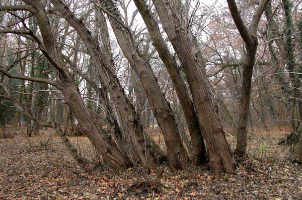 pterocarya fraxinifolia 15