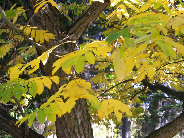 pterocarya fraxinifolia 16