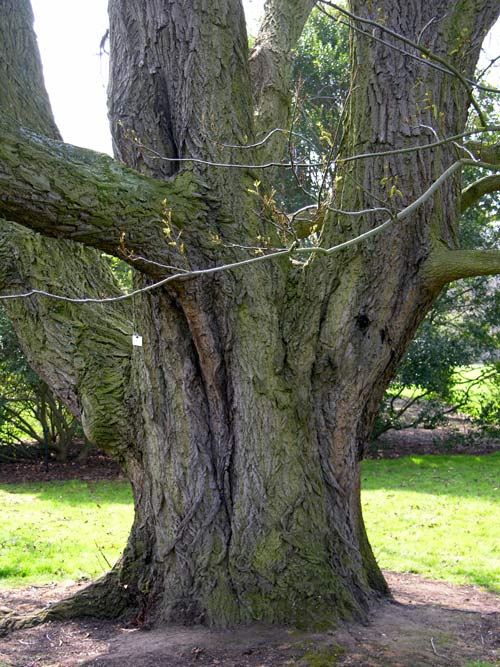 pterocarya stenoptera 01