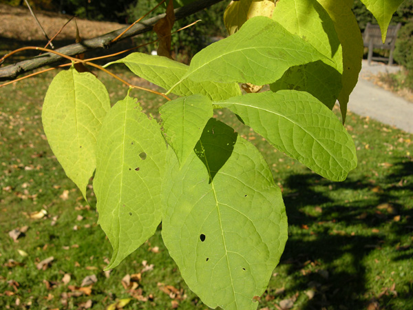 pterostyrax hispida 01