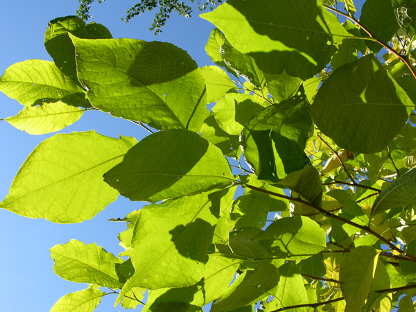 pterostyrax hispida 02
