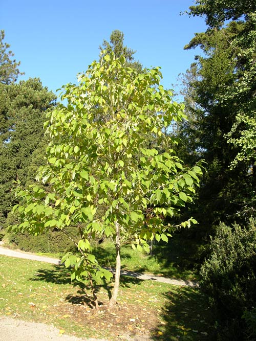 pterostyrax hispida 03