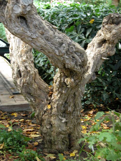 punica granatum 02
