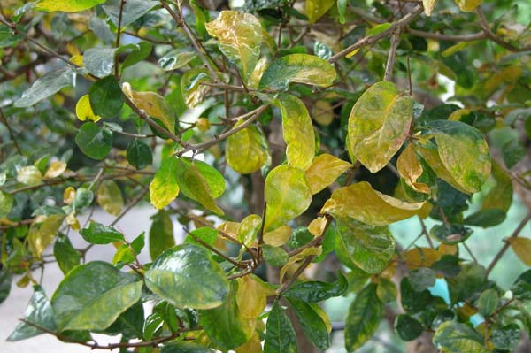 punica granatum 03