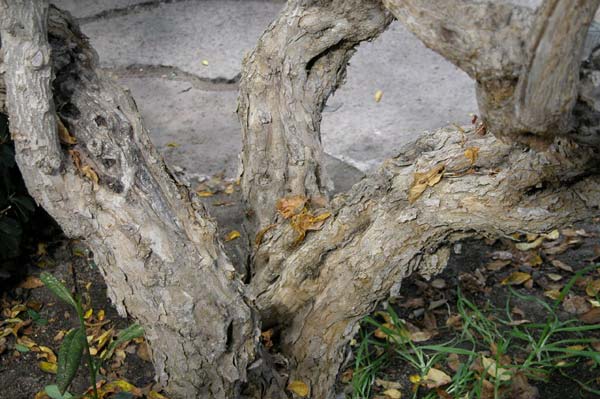 punica granatum 04