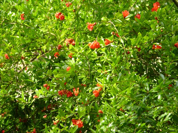 punica granatum 05