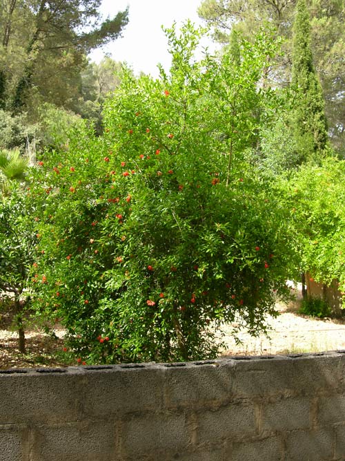 punica granatum 06