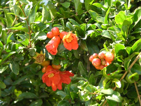 punica granatum 07