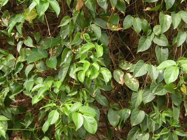 pyrostegia venusta 01