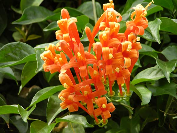 pyrostegia venusta 02