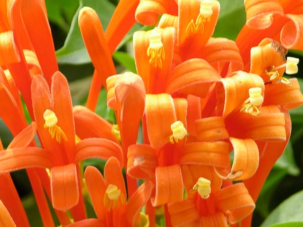 pyrostegia venusta 03