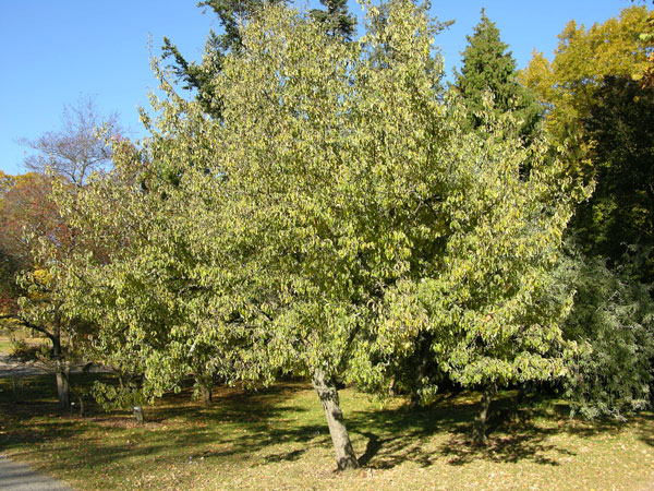 pyrus elaeagrifolia 01