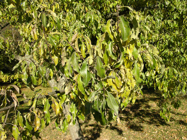 pyrus elaeagrifolia 02