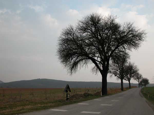 pyrus sp 04