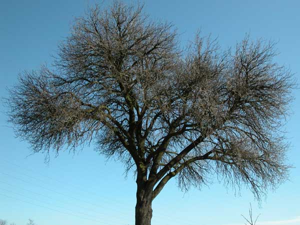 pyrus sp 05