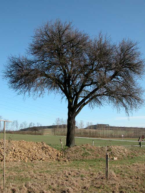 pyrus sp 06