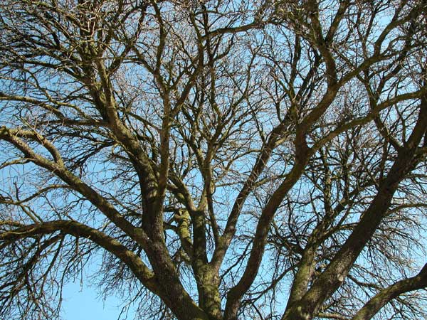 pyrus sp 07