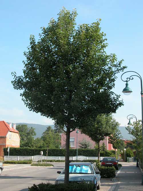 pyrus sp 10