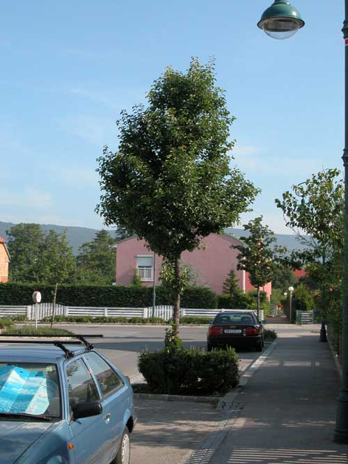 pyrus sp 11