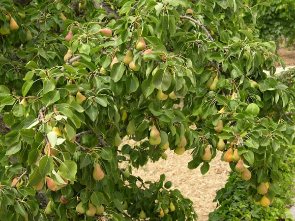 pyrus sp 13