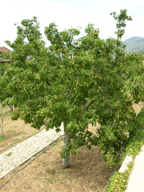 pyrus sp 14