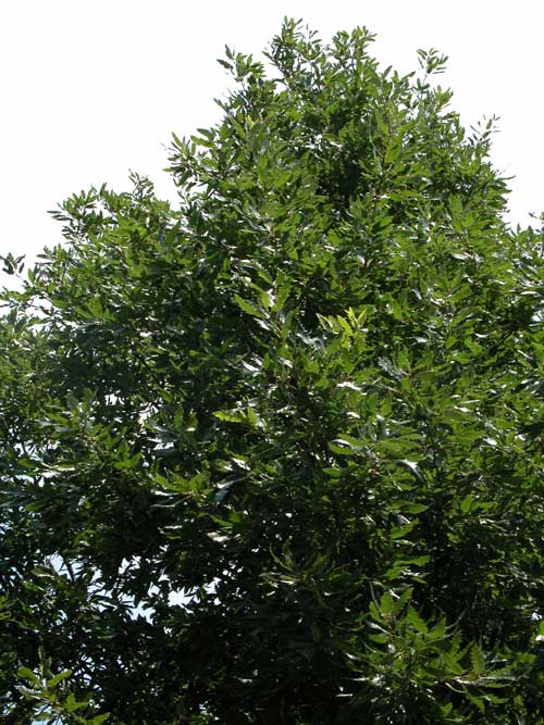 quercus castaneifolia 01
