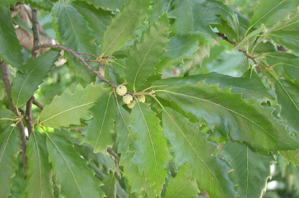 quercus castaneifolia 03