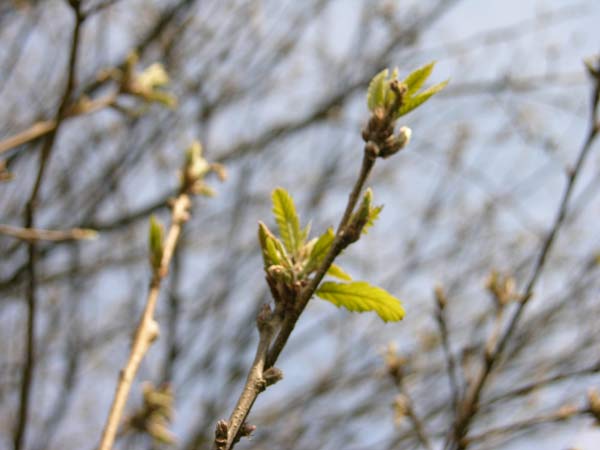 quercus castaneifolia 06