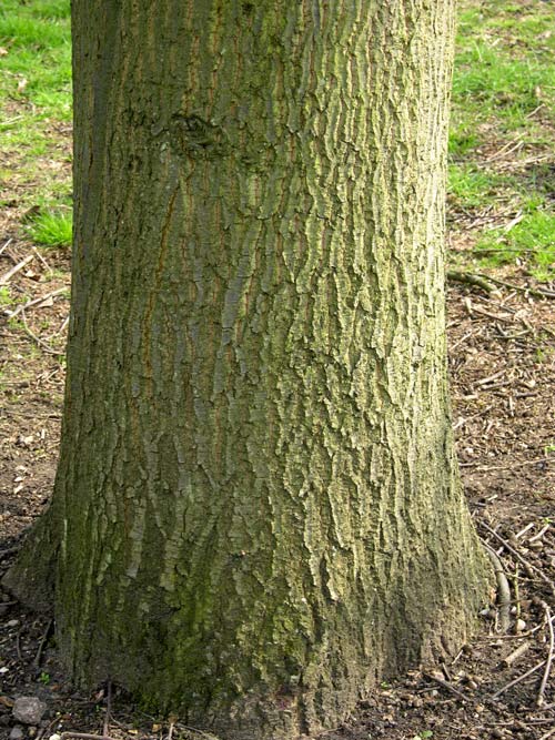 quercus castaneifolia 07