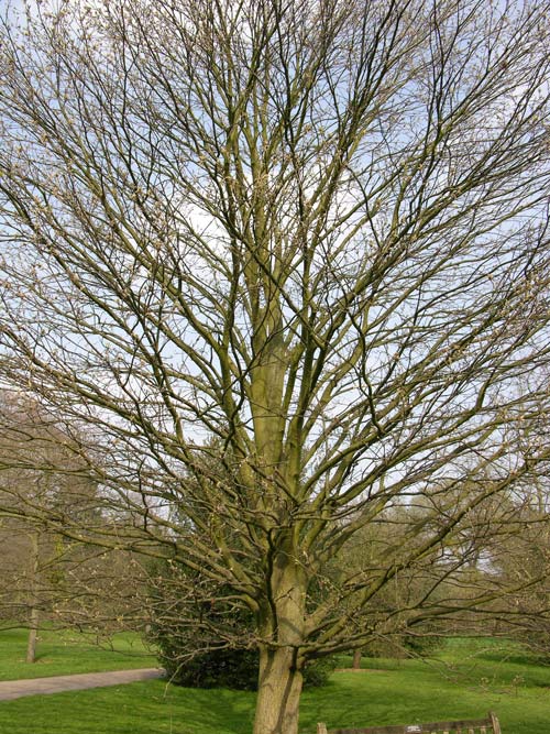 quercus castaneifolia 08