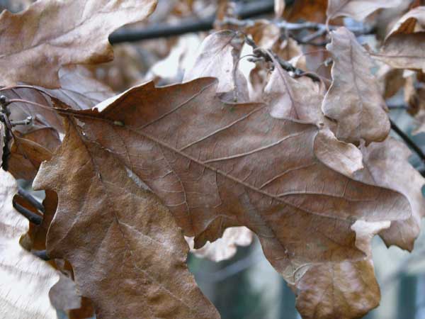 quercus cerris 01