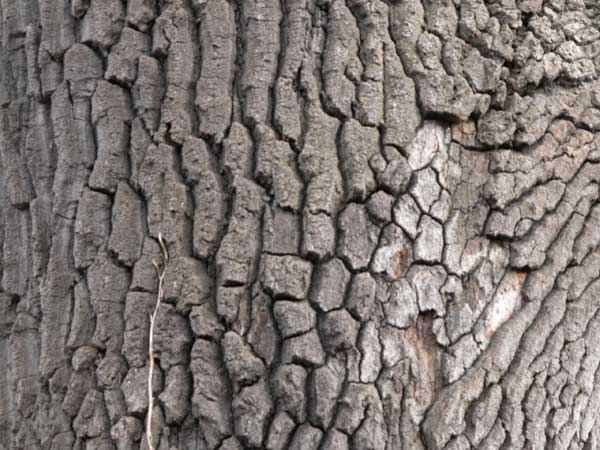 quercus cerris 02