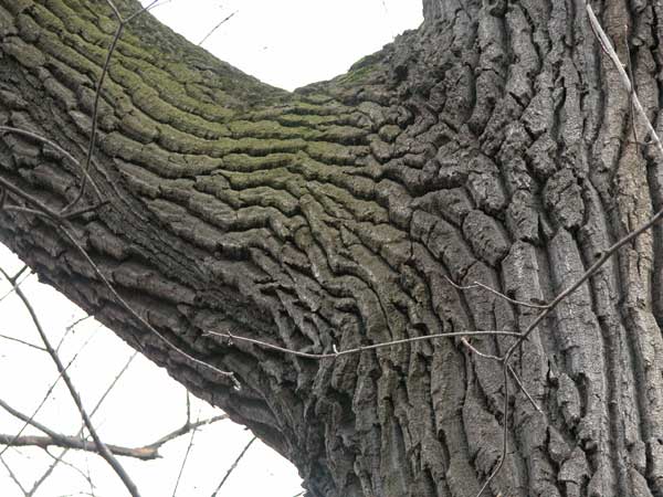 quercus cerris 03
