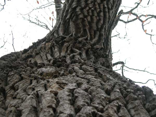 quercus cerris 04