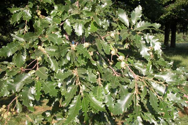 quercus cerris 05