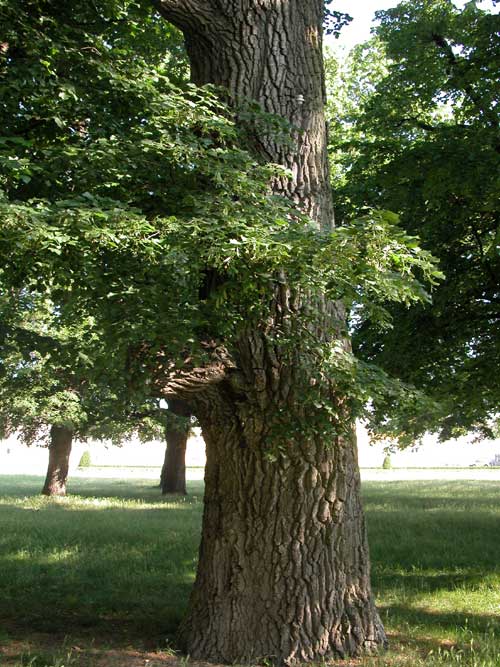 quercus cerris 07