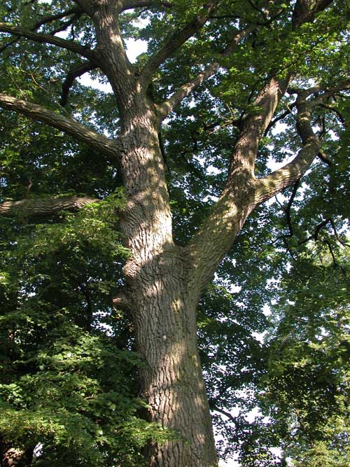 quercus cerris 08