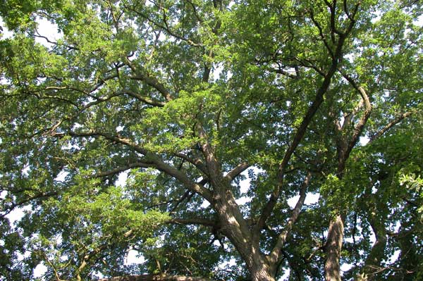 quercus cerris 09