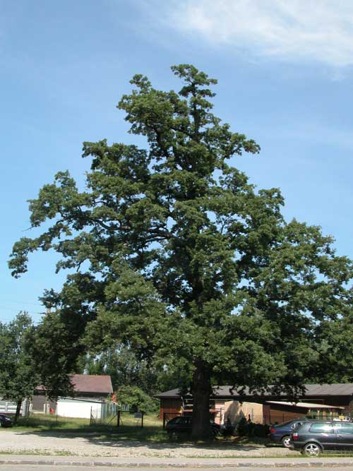 quercus cerris 10
