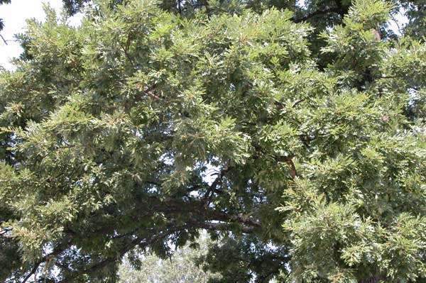 quercus cerris 12