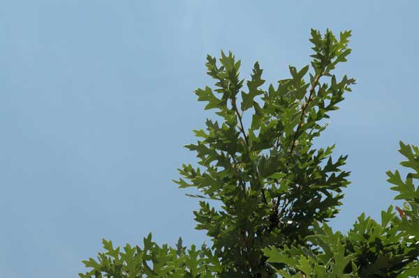 quercus cerris 13