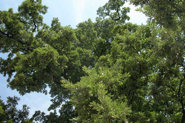 quercus cerris 14
