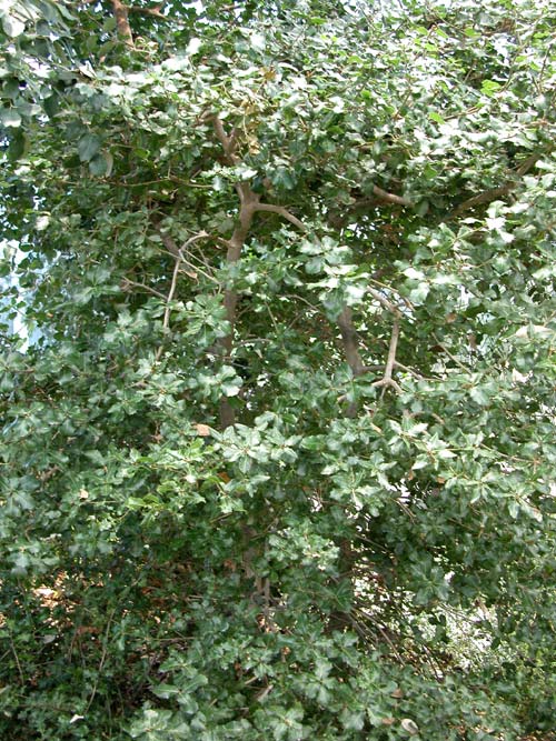 quercus coccifera 01