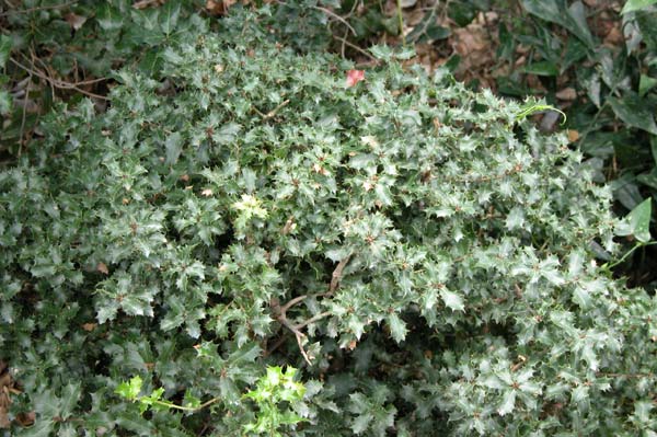 quercus coccifera 02