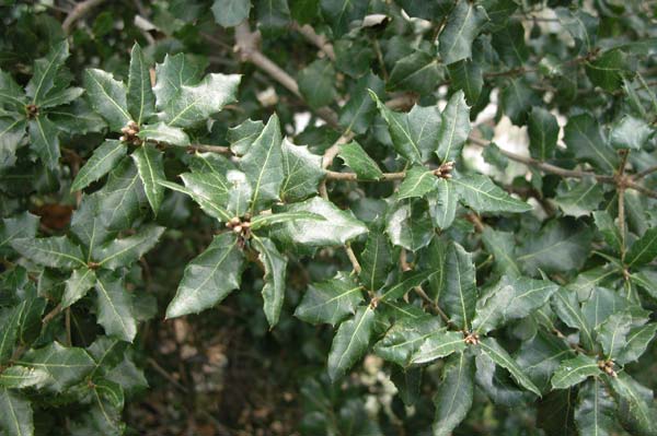 quercus coccifera 03
