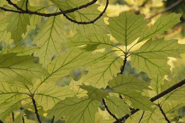 quercus coccinea 01