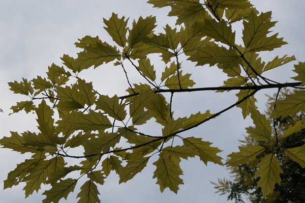 quercus coccinea 02