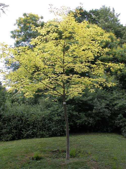 quercus coccinea 03